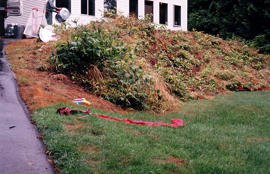 a mound covered in bushes and weeds